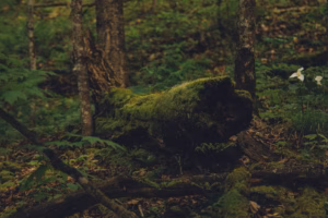 A moss-covered fallen tree lies on the forest floor surrounded by green foliage and standing trees near Devils Lake.