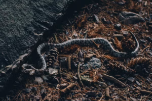 A snake with a gray and black pattern lies on rocky ground with pine needles, branches, and pinecones beside a large rock at Devils Lake.