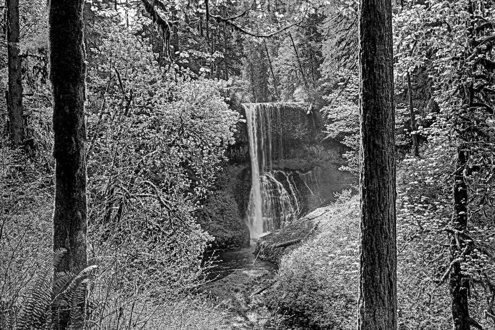 Silver Falls State Park OR 0112