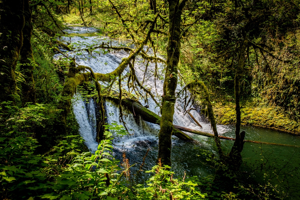 Silver Falls State Park OR 0117
