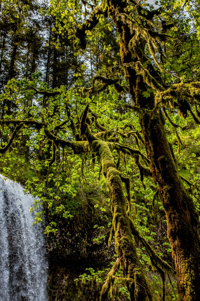 Silver Falls State Park OR 0121