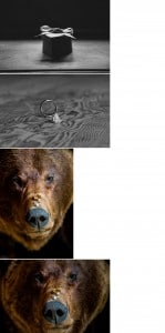 A photo of a bear wearing a ring, captured in black and white.