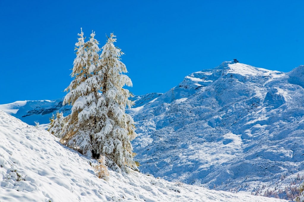 A snow covered tree on top of a snowy mountain during a Switzerland trip.