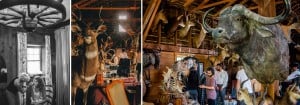 A group of people are standing in the Mayowood Stone Barn with cows and other animals.