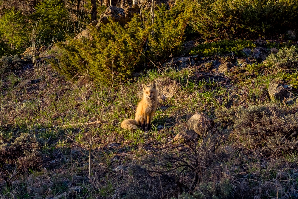 A red fox is sitting on a hill in Winter Park, Colorado.