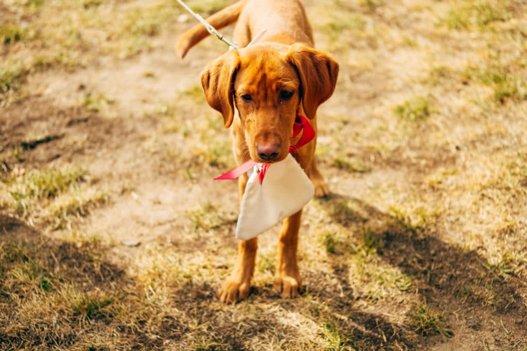 A wedding photographer capturing a dog playing with a frisbee in La Crosse, WI.