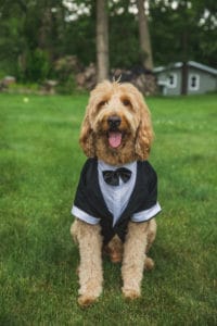 A dog in a tuxedo wearing a bow tie.