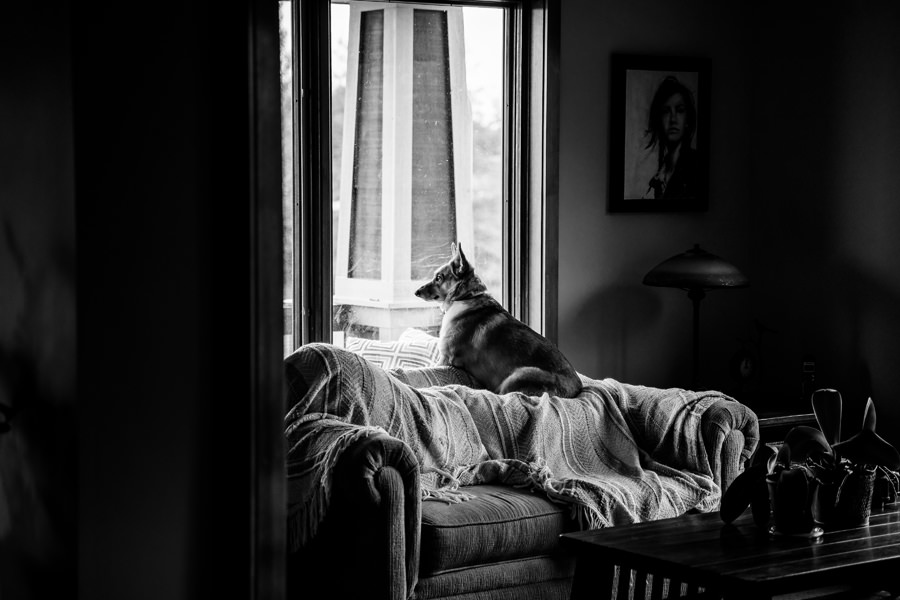 A black and white photo of a dog looking out a window.