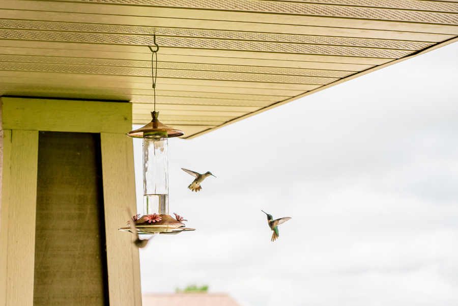 Hummingbirds flying around a feeder.