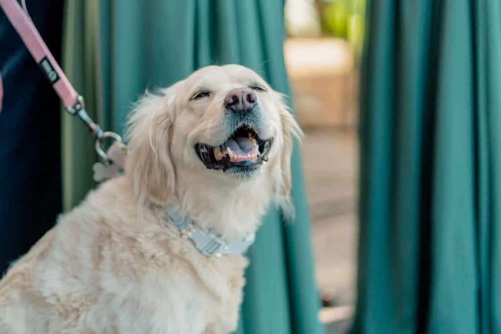 A golden retriever sitting on a leash in front of a curtain.