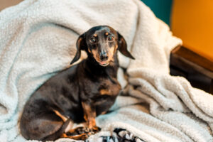 A black and brown dachshund sitting on a blanket.