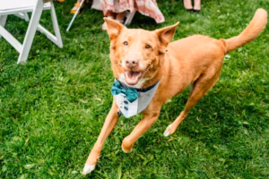 A brown dog wearing a green bow tie and vest runs on grass near white chairs at an outdoor event, perfectly capturing the joy of the day through the lens of a Vail wedding photographer.